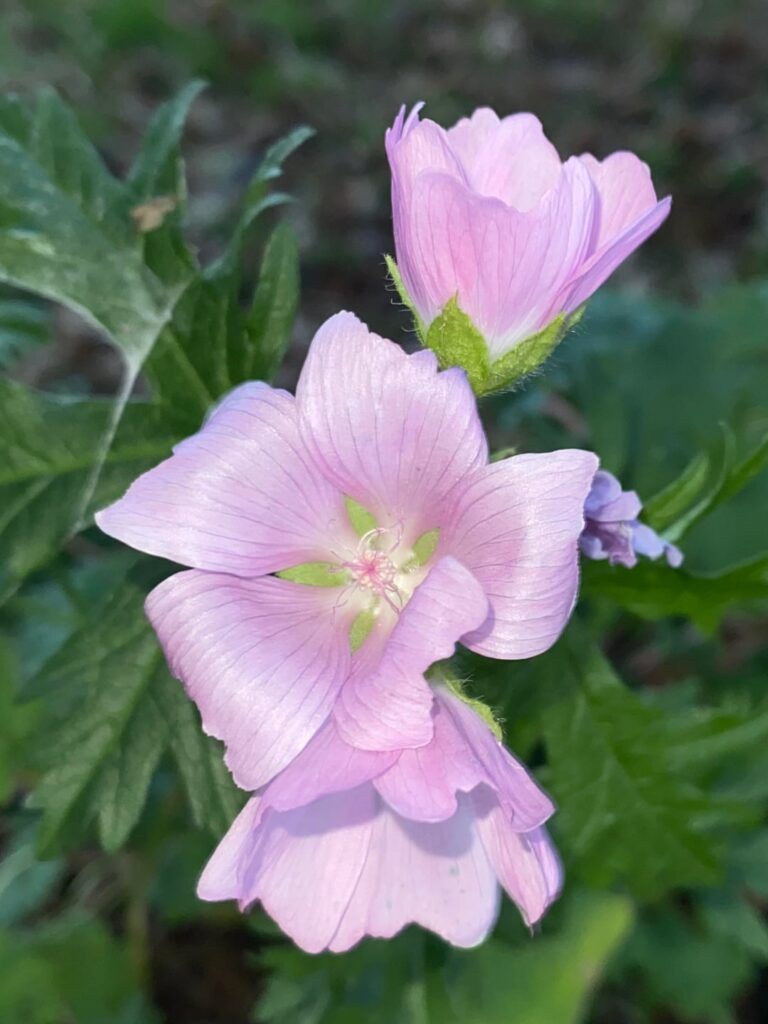 i’ve come across another species of mallow, musk mallow! that brings the species count to 4. i’ve come across another species of mallow, musk mallow! that brings the species count to 4.