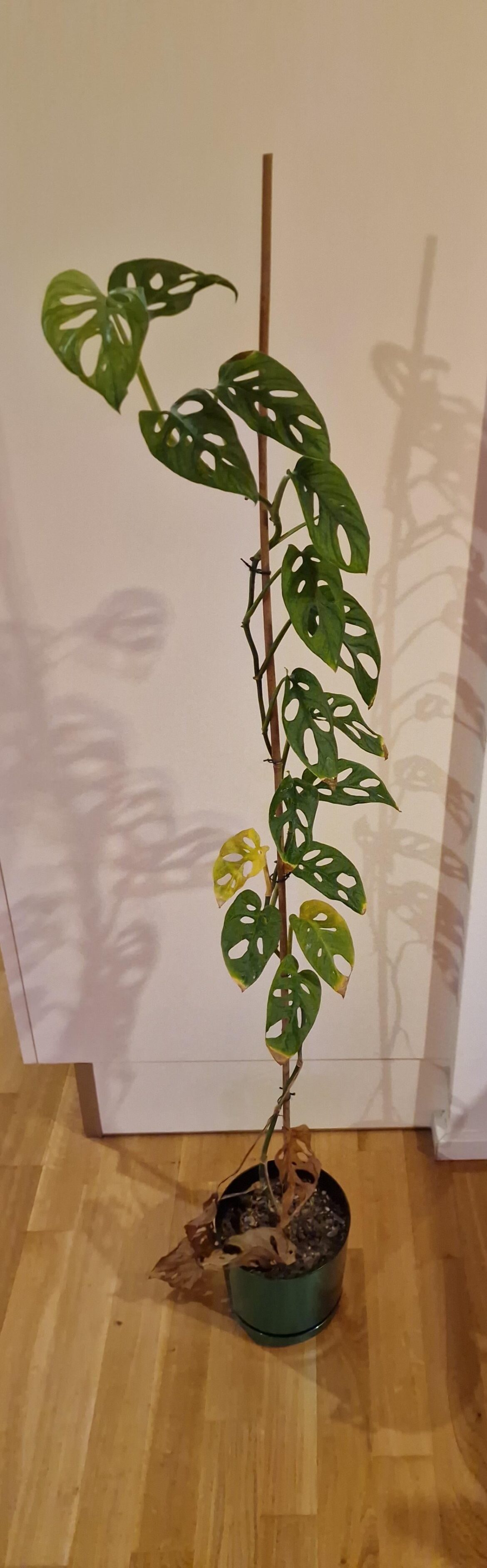 [OC] My little skyscraper will one day reach the skies 🤩