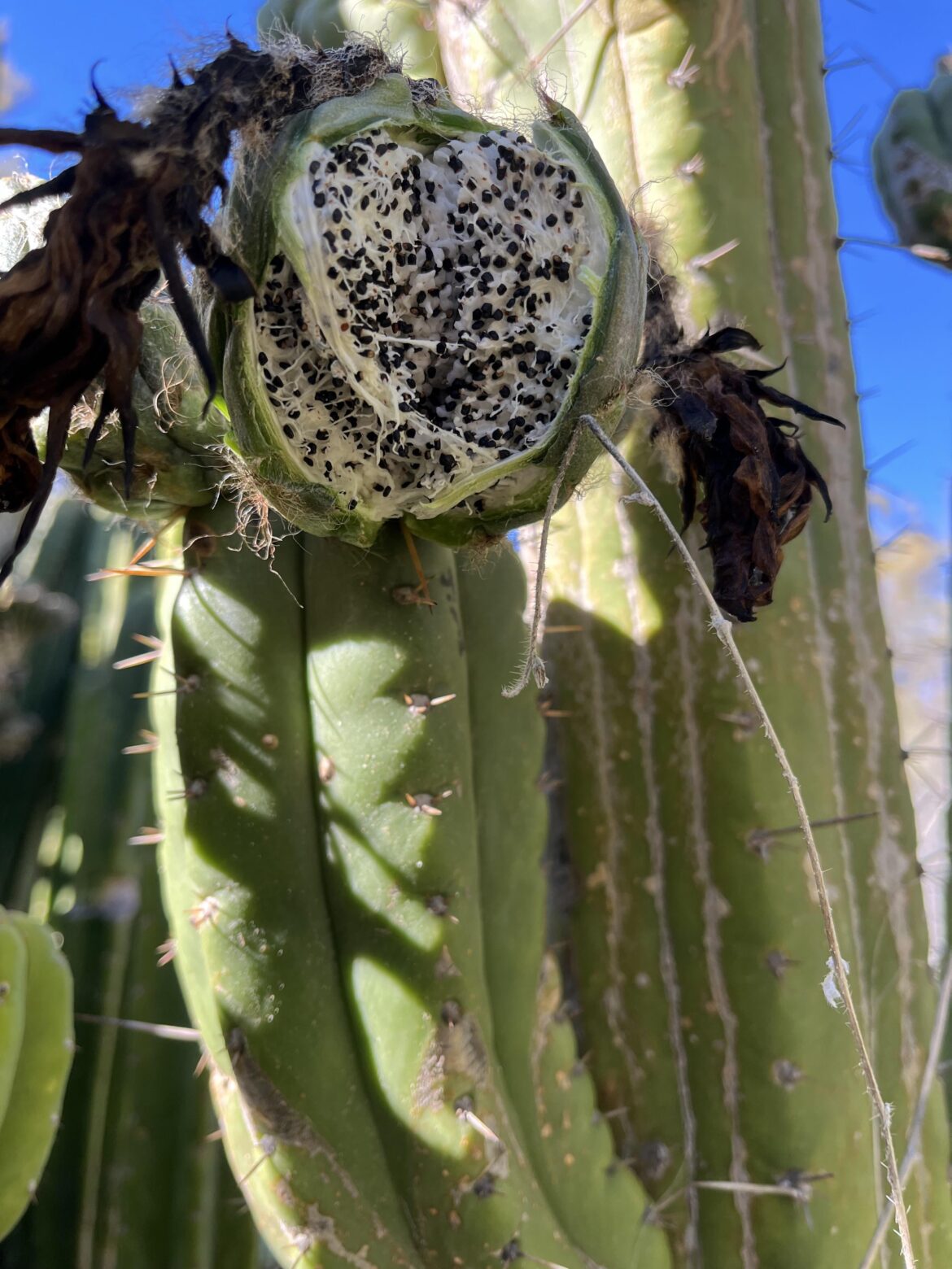 Huachuma ballz