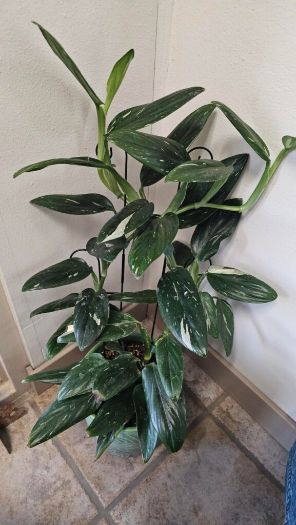 Coworker brought this in but I can't seem to be able to ID it