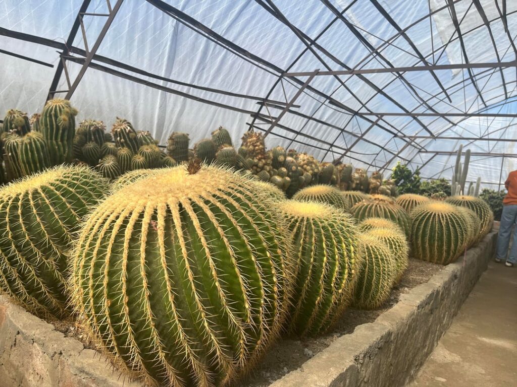 Monster cacti at a nursery in Kalimpong, India.