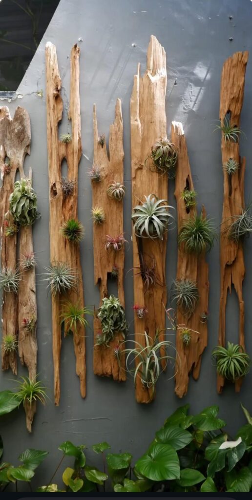 Could I add more air plants or is this enough?