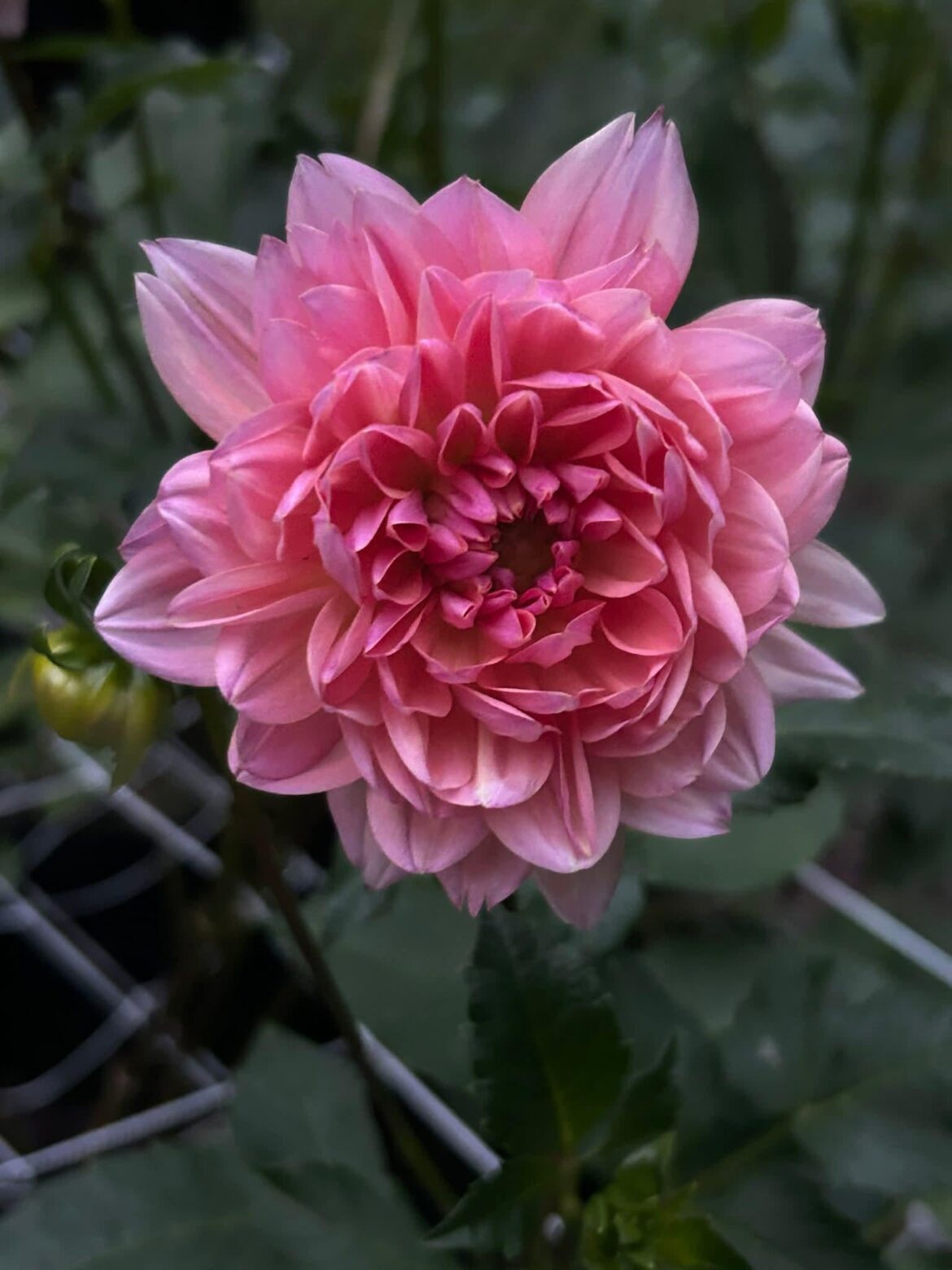 Can't wait to see this full bloom and gorgeous