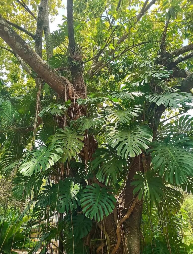 this is why you need the moss pole. this is why your girl leans.