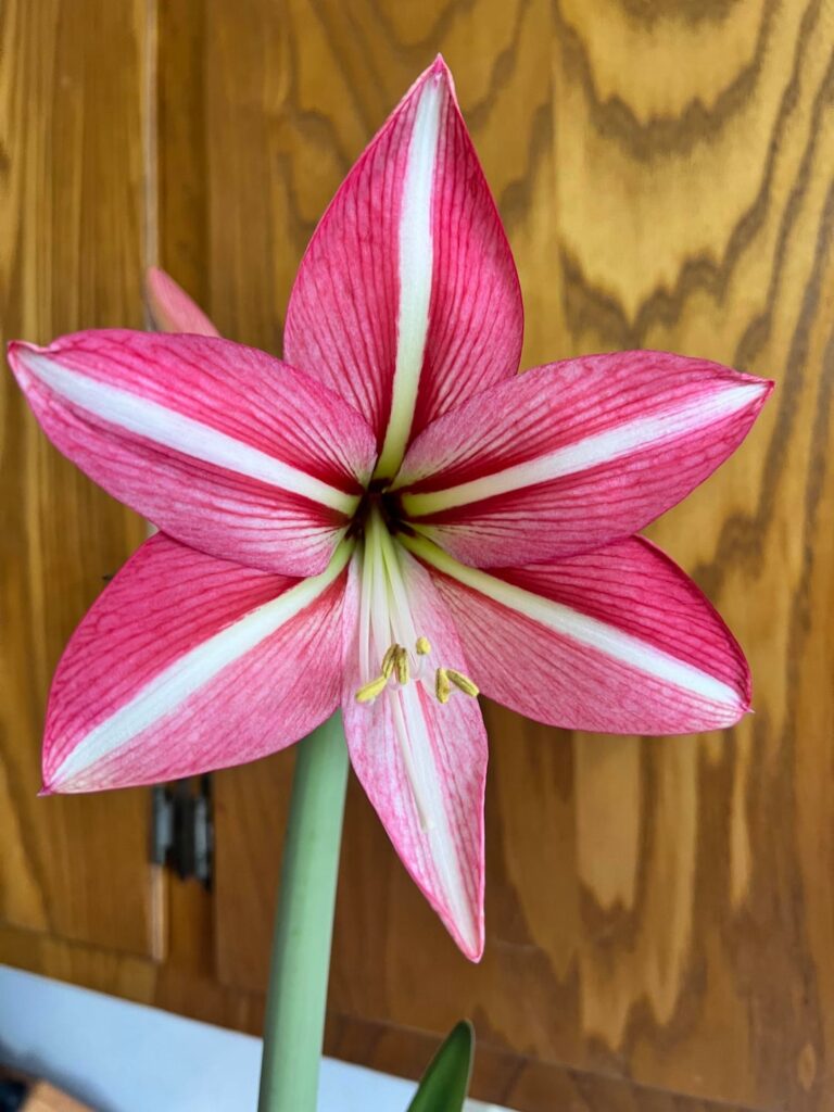Anybody know what type of flower this is? I got her as a gift and want to get myself more, she is so pretty!