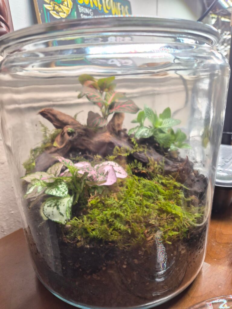 First terrarium! First terrarium!