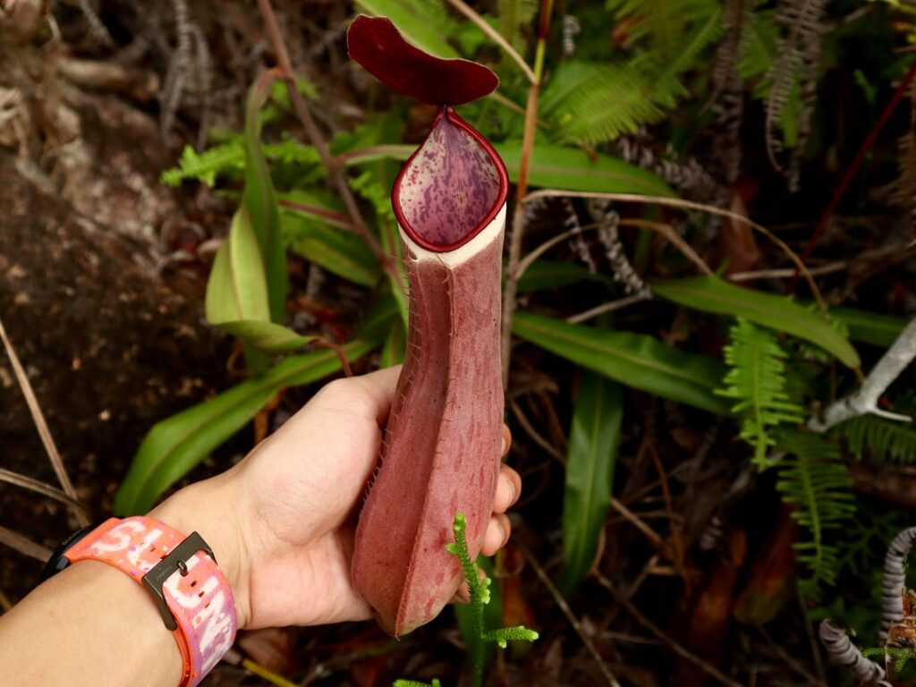 Nepenthes Albomarginata (insitu)