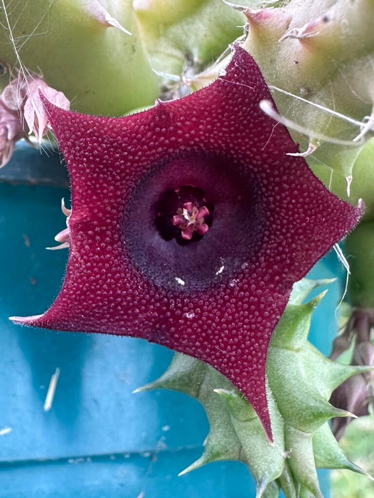 Surprise in my garden