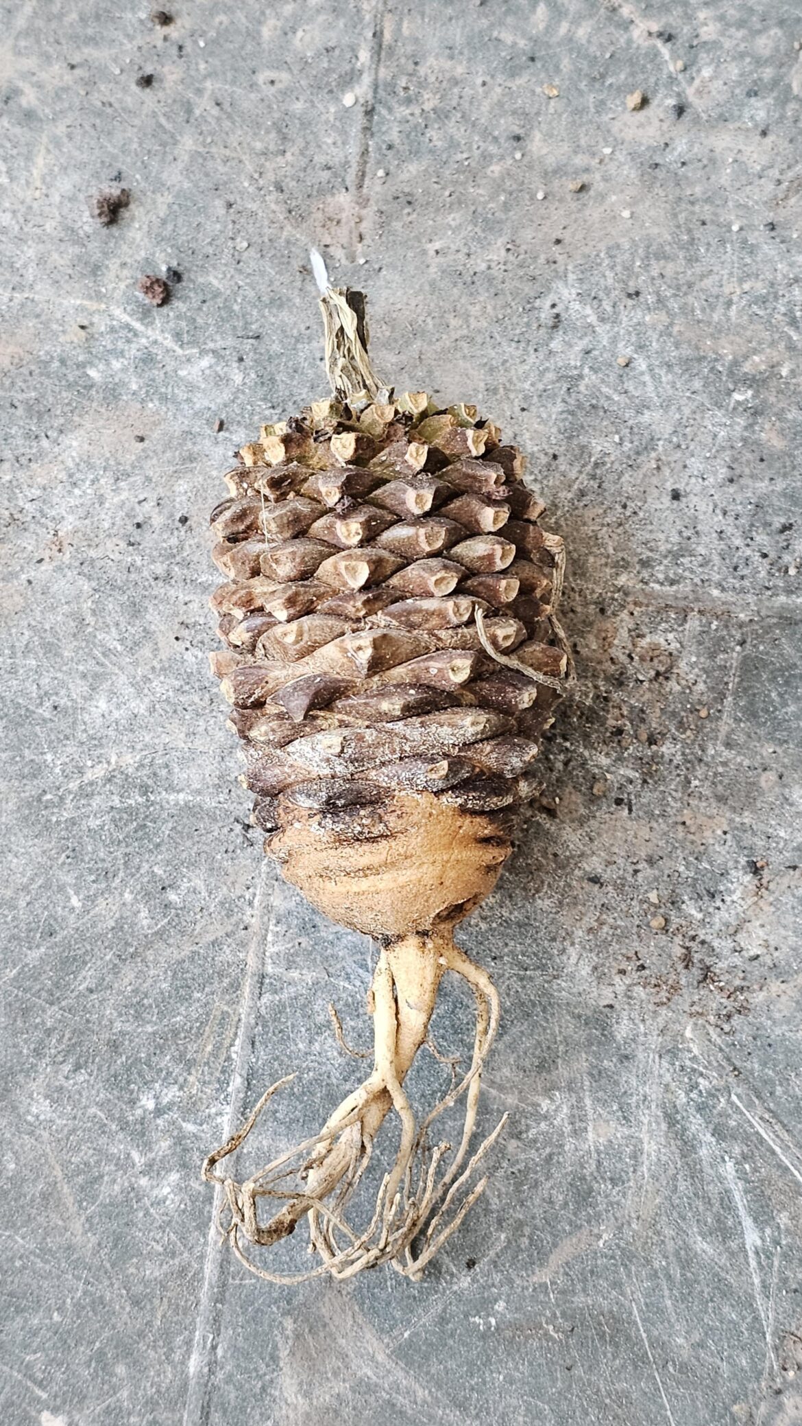 Just arrived! Euphorbia Bupleurifolia. I hope it will survive the long winter jorney. 🙂