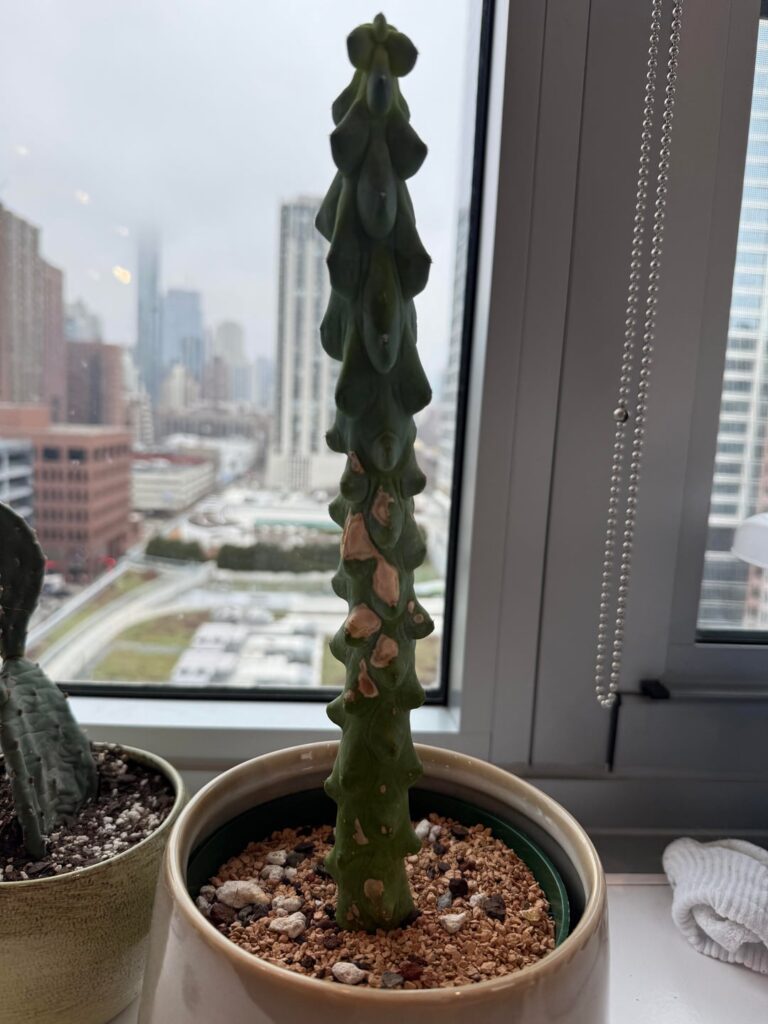 Help! Boob cactus and Mickey Mouse cactus rotting possibly?