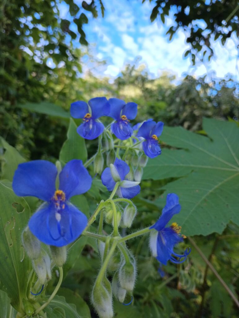 What species of tinantina are these?