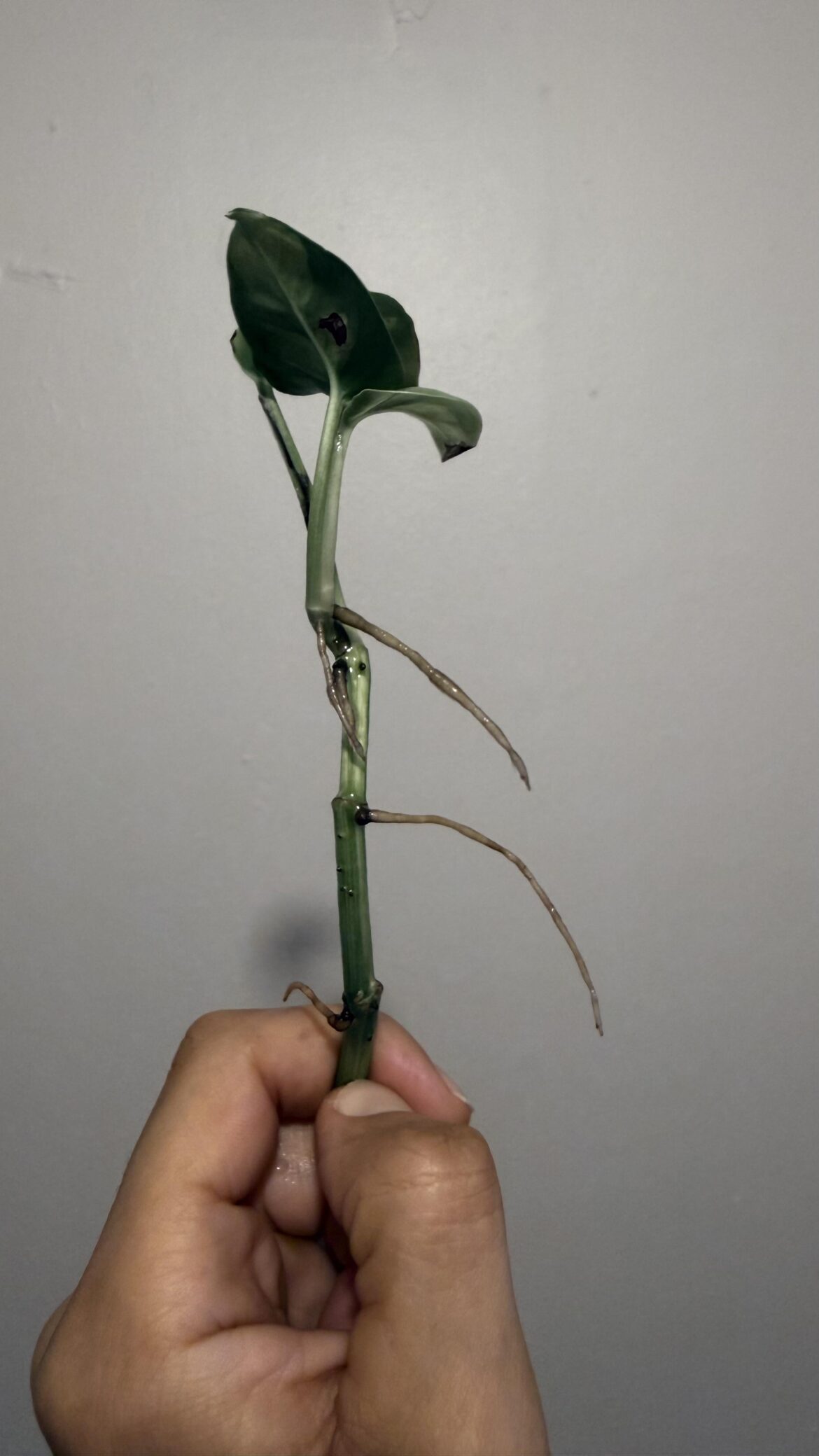 Is this ready for soil yet