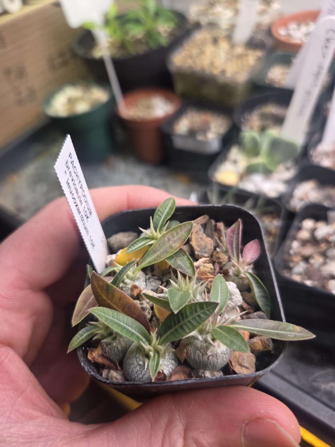 Pachypodium Brevicaule seedlings nice and plump heading into dormancy!