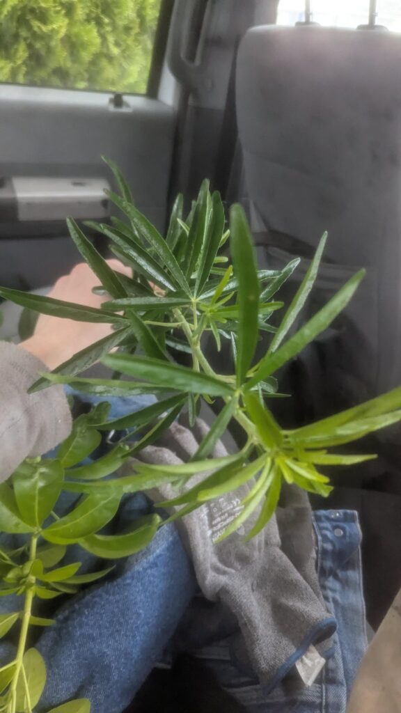 Some Choisya cuttings from work