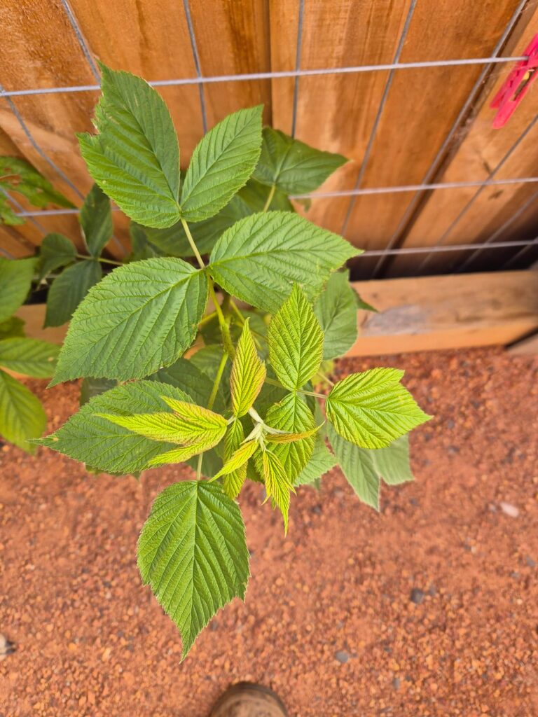 What is this plant coming through the fence