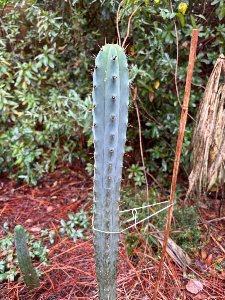 SS02 x Helen SS02 x Helen