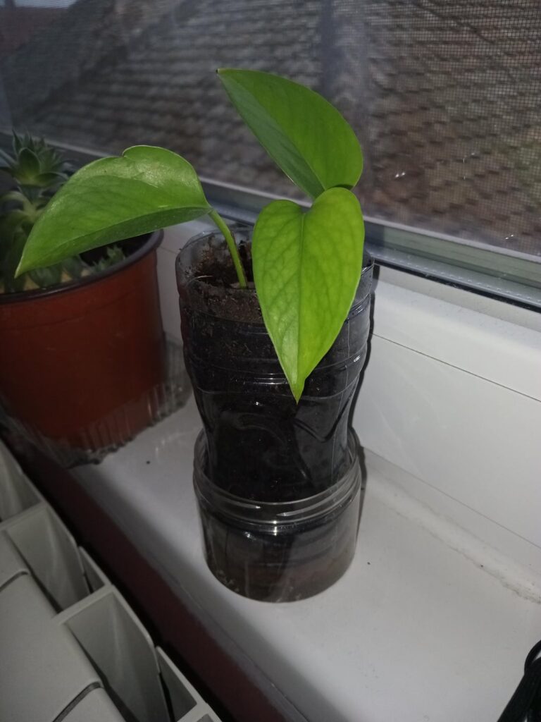 I really want her to grow big leaves like.on those large pothos,how do i grt her to climb up