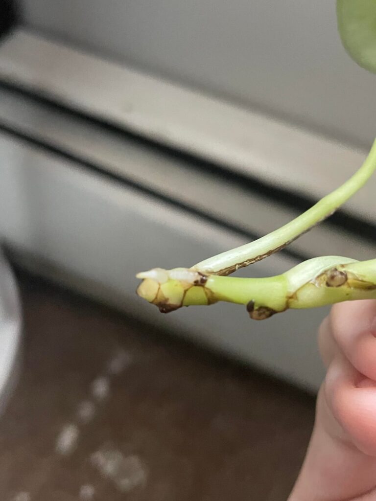 Is this root rotting?