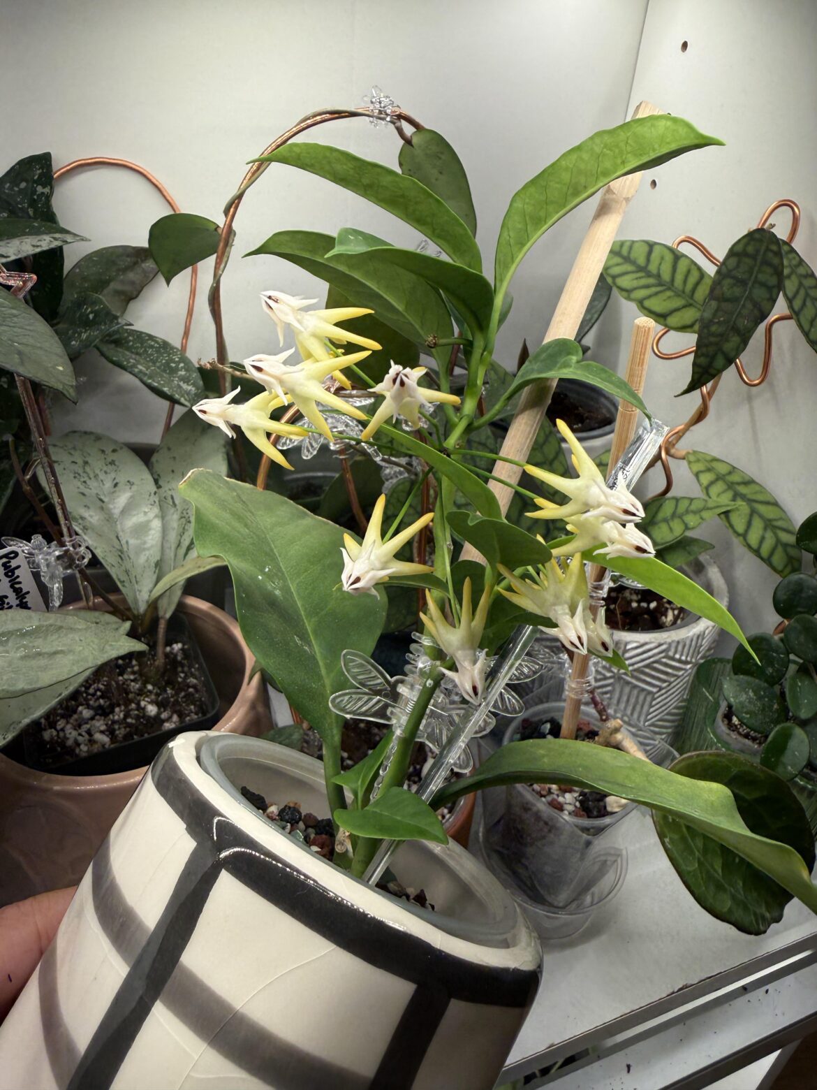 I Got My First Bloom!