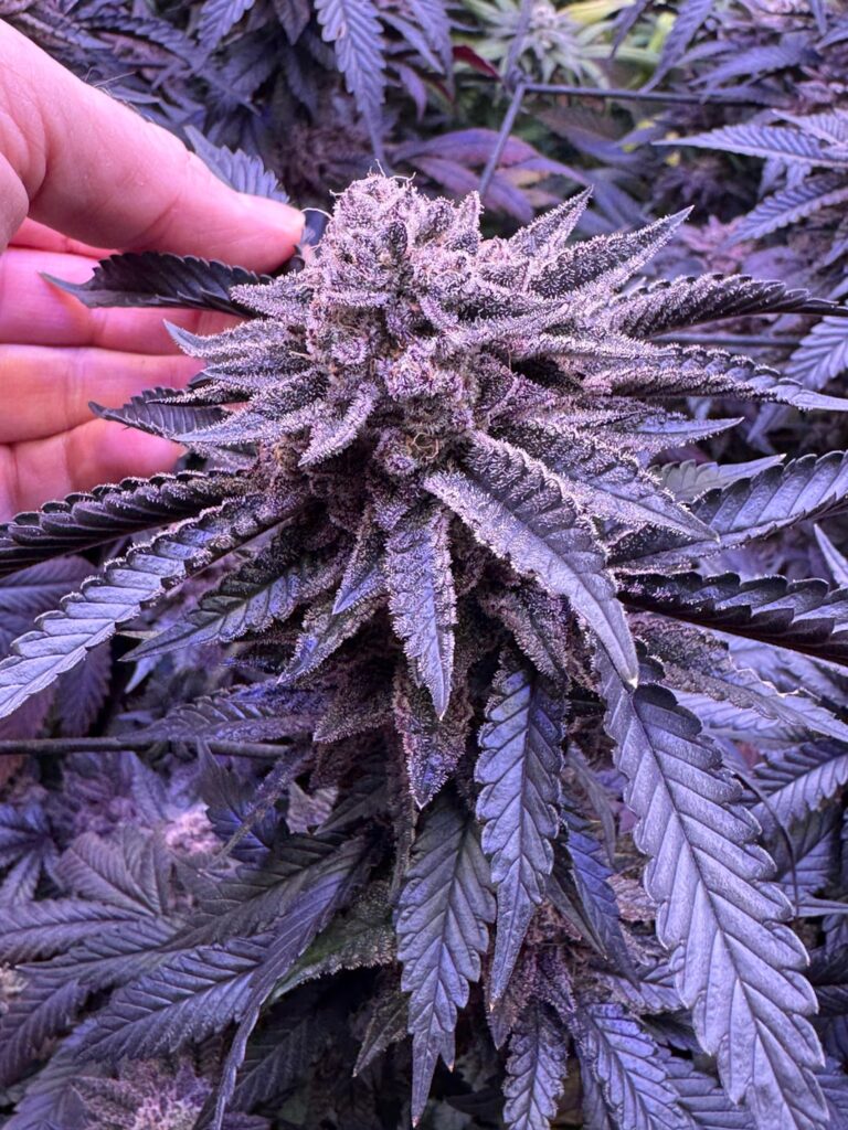 Blueberry sugar clone from Blockheadbuds2