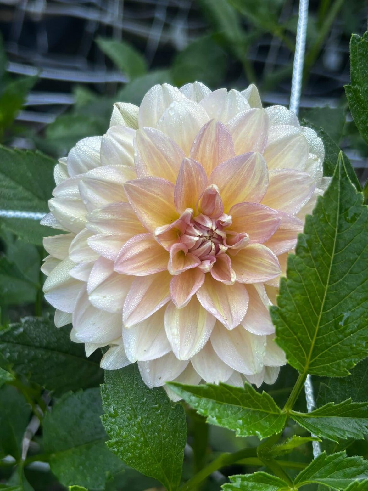 Looks beautiful and healthy