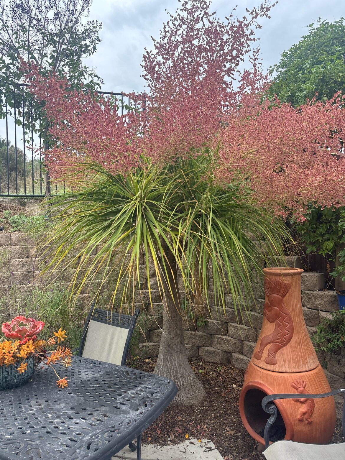 I need help figuring out what’s going on with my tree please. I need help figuring out what’s going on with my tree please.