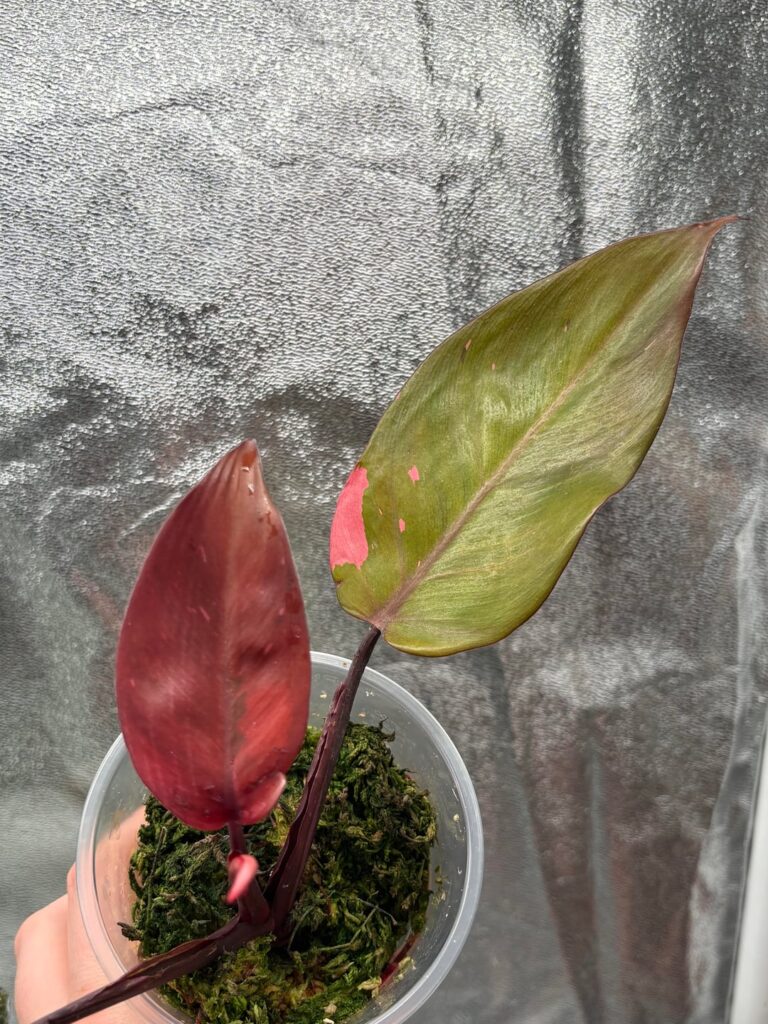 Persimmon princess for sale