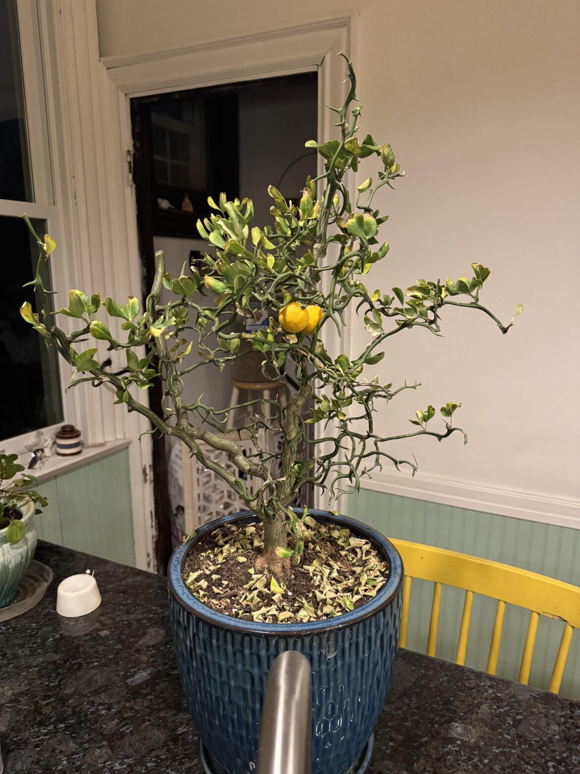 Flying Dragon Japanese Bitter Orange Tree