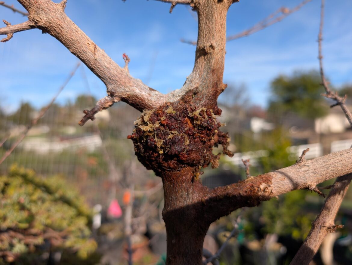 Failed Trident Maple air layer