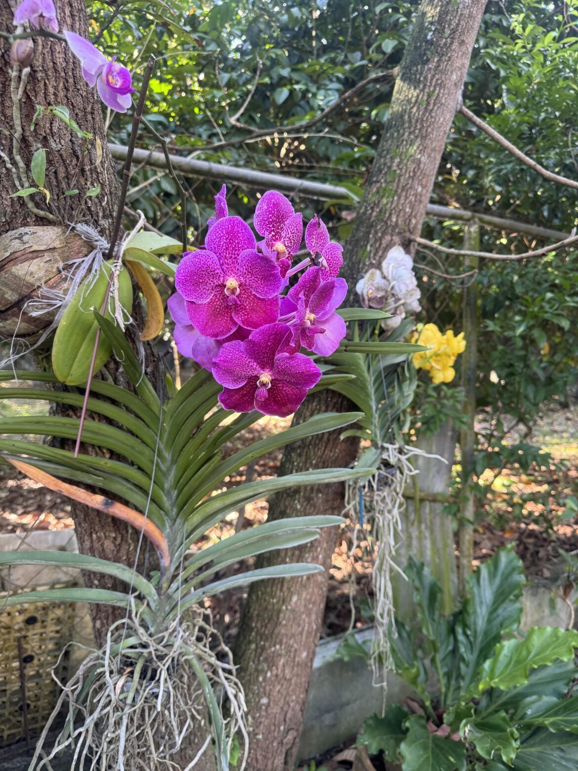 My Grandma’s orchids ☺️ Anyone know what they are?