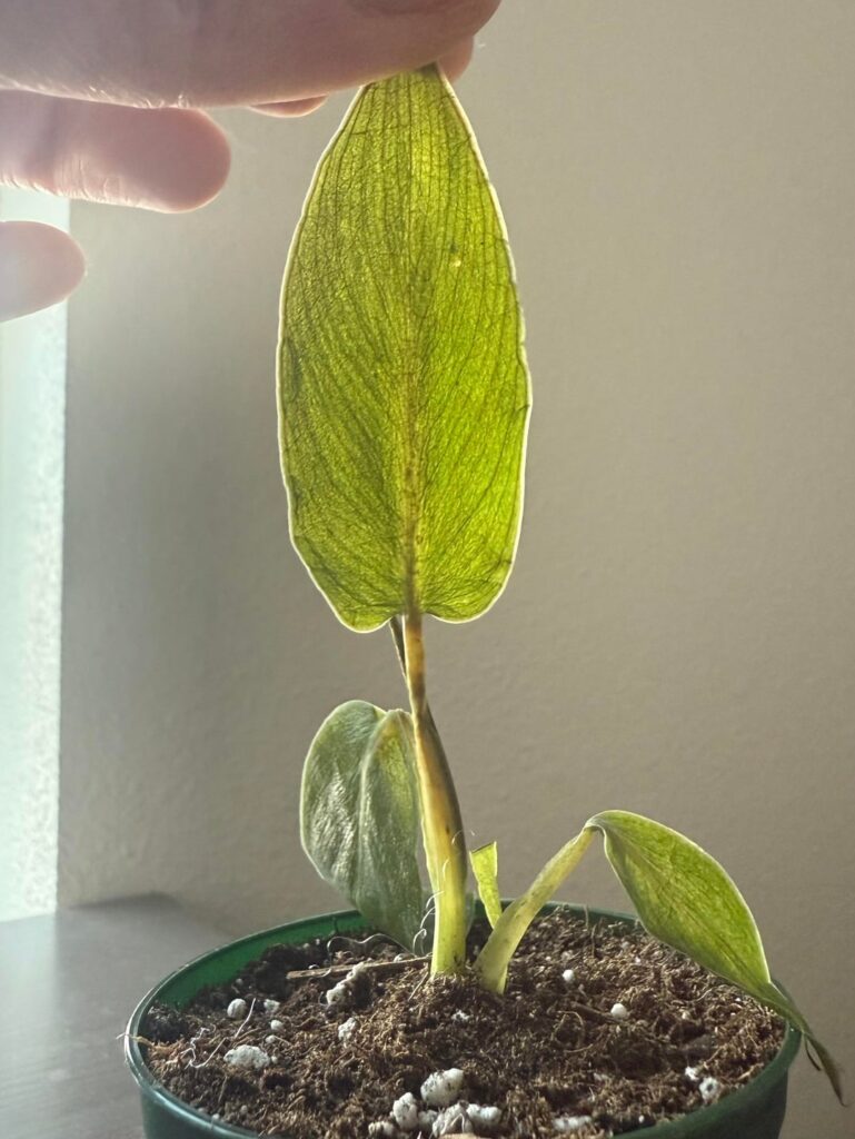 Spiritus Sancti delivered in the mail