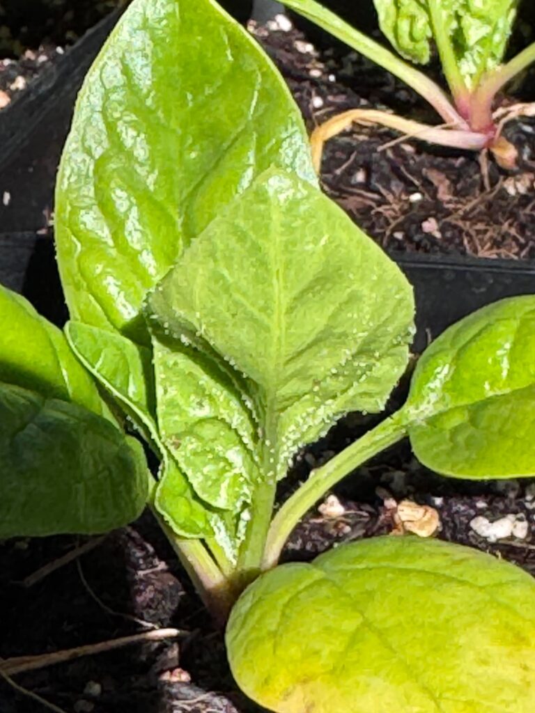 Spinach is looking peeky