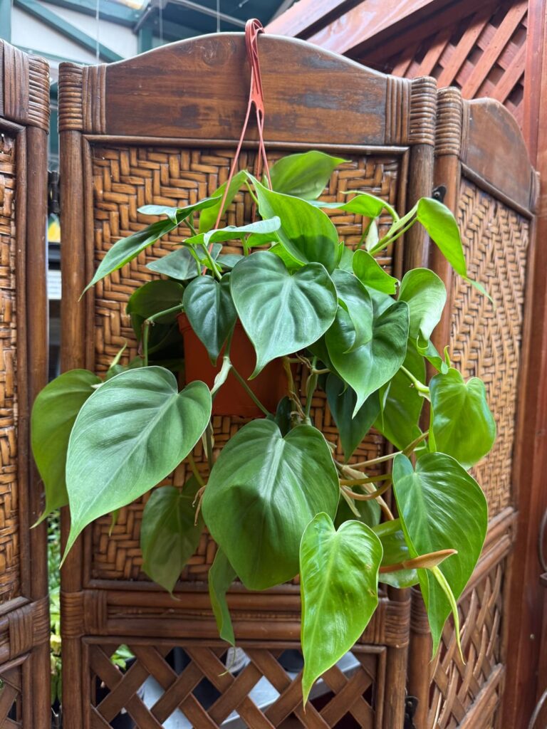 I don’t often have duplicates, but I make exceptions for the Heartleaf Philodendron. 🩷
