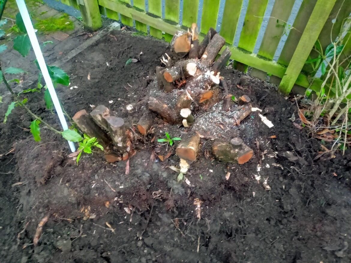 How to remove this rhododendron? It seems very well-rooted and I'm wondering if it will require an excavator.