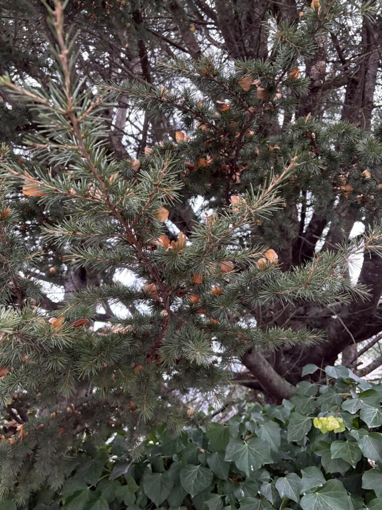 What is this tree with shelf mushroom like leaves? [Aosta Valley, Italy]