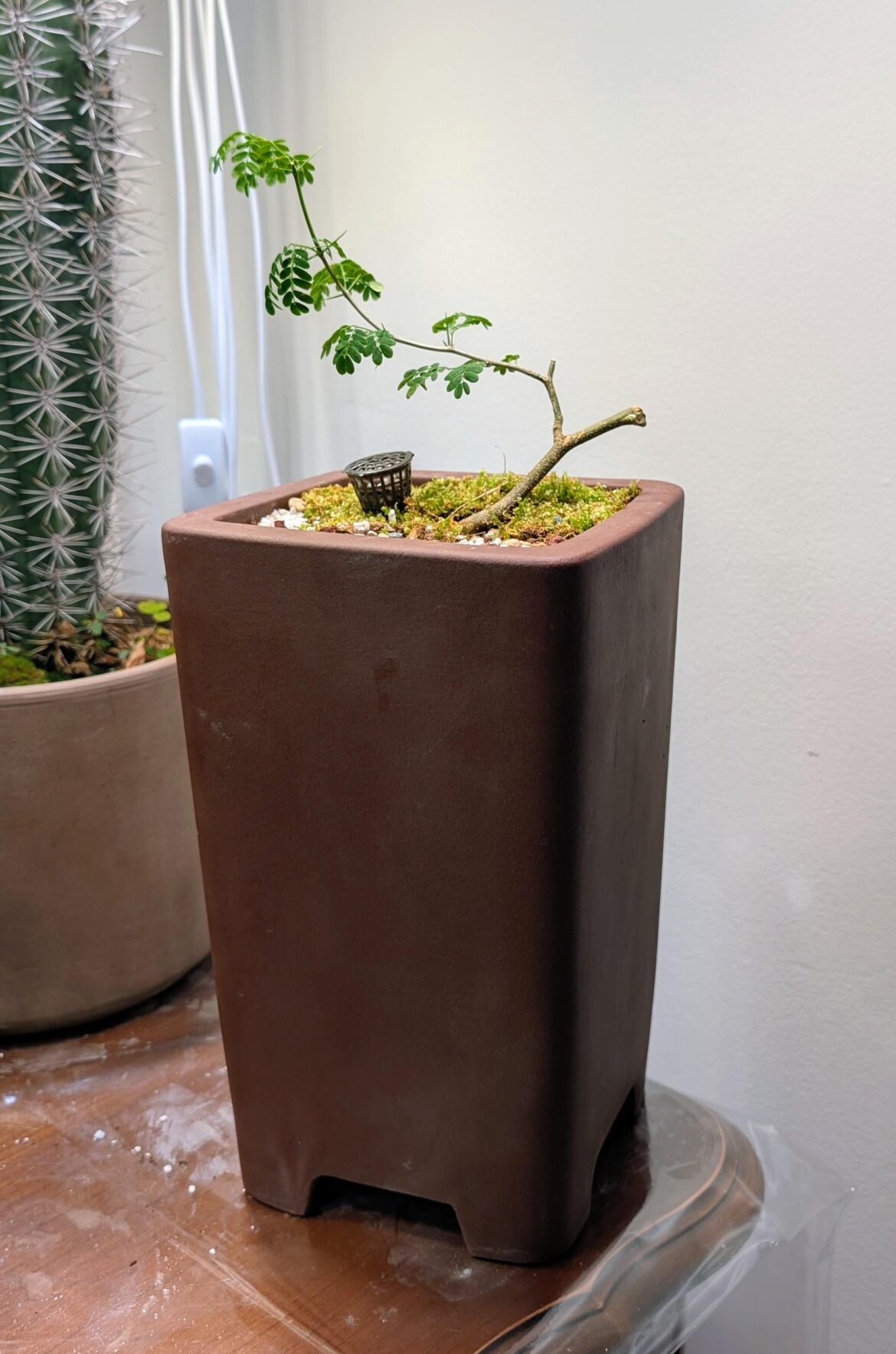 My literati Brazilian Rain Tree in a cascade pot.. 😂😂