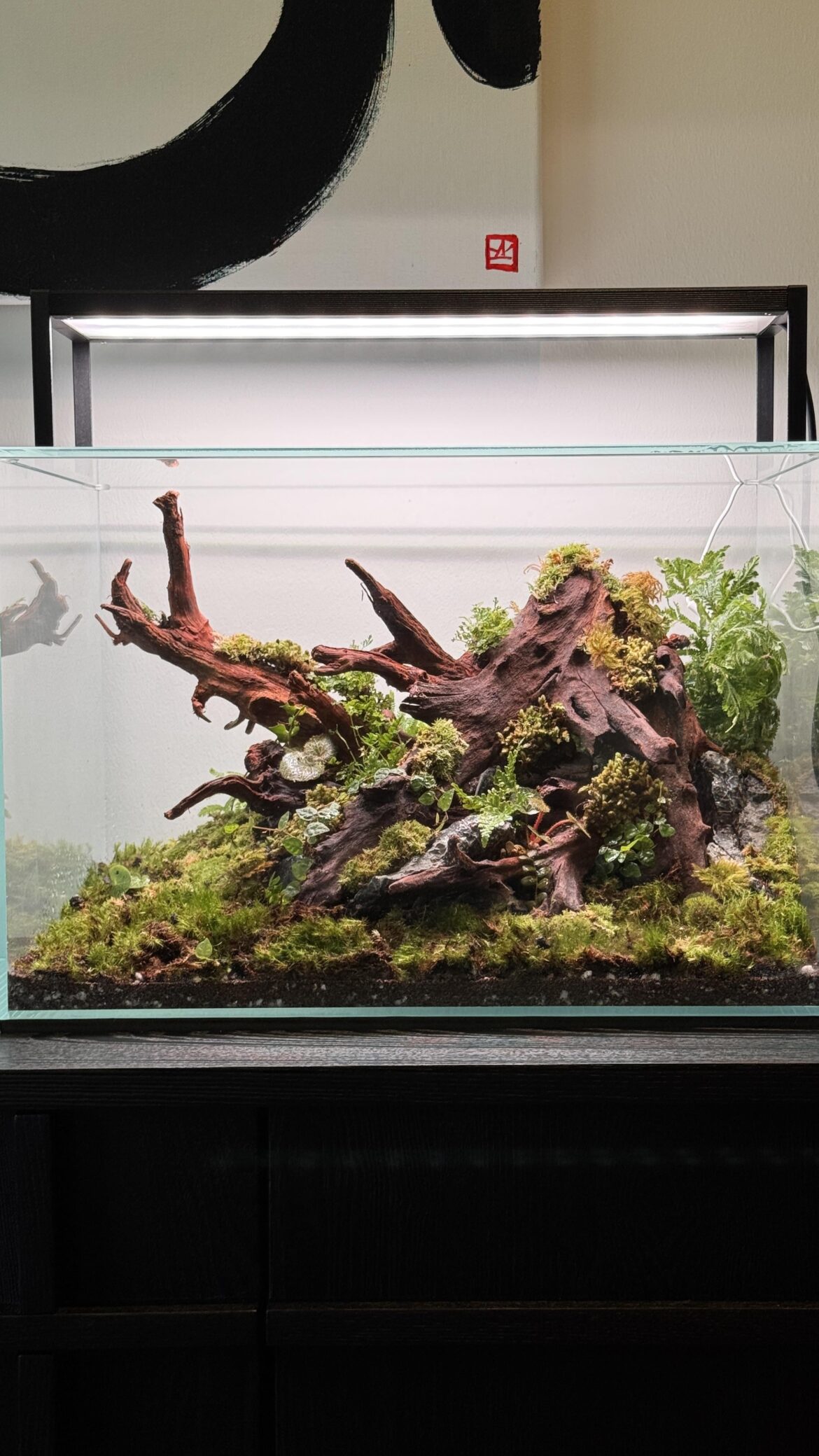 How many isopods should I start with?