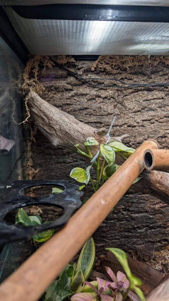 Help with plants! Help with plants!