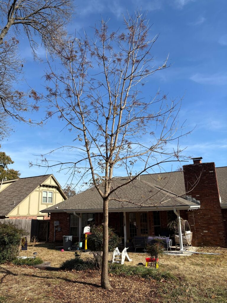 Chinese Pistache Pruning?