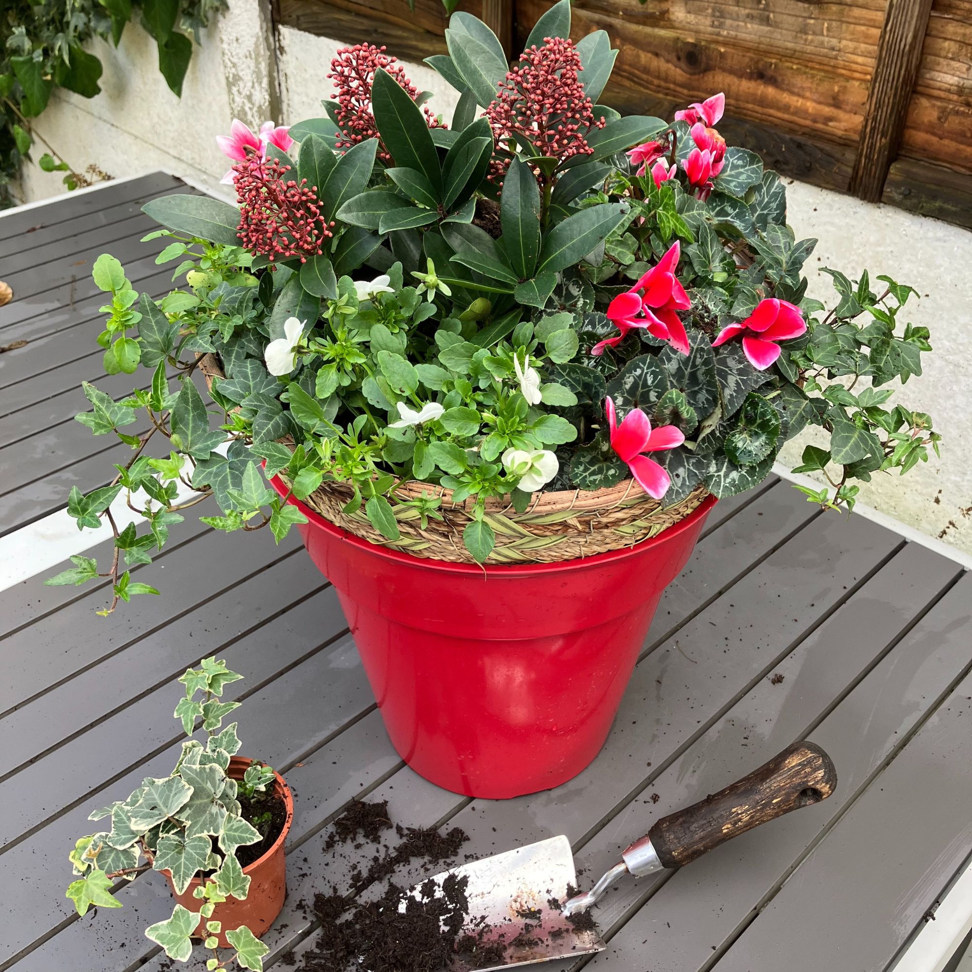 winter hanging basket planting up