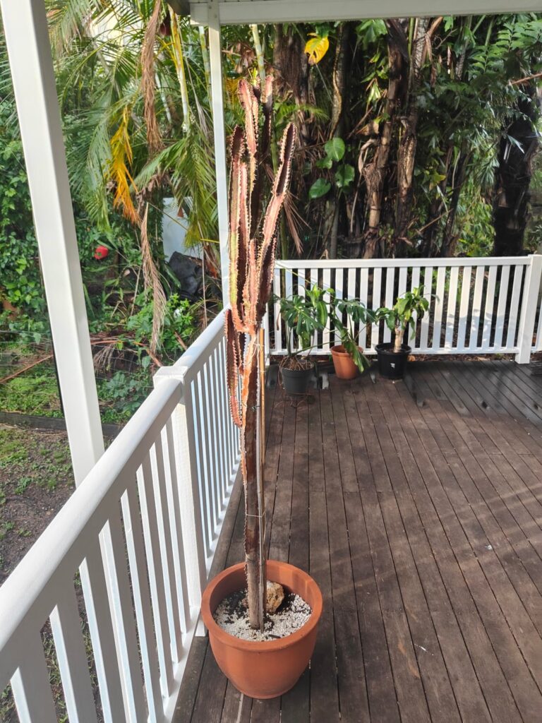 Help with African Milk Tree
