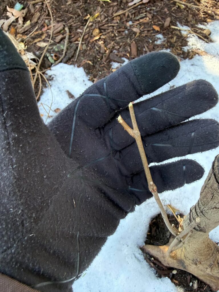 An animal ate the buds off my maple I’m training :(