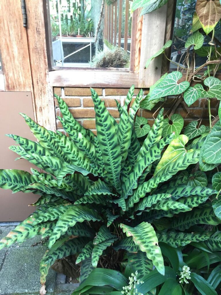 Rattlesnake Plant (Calathea Lancifolia)