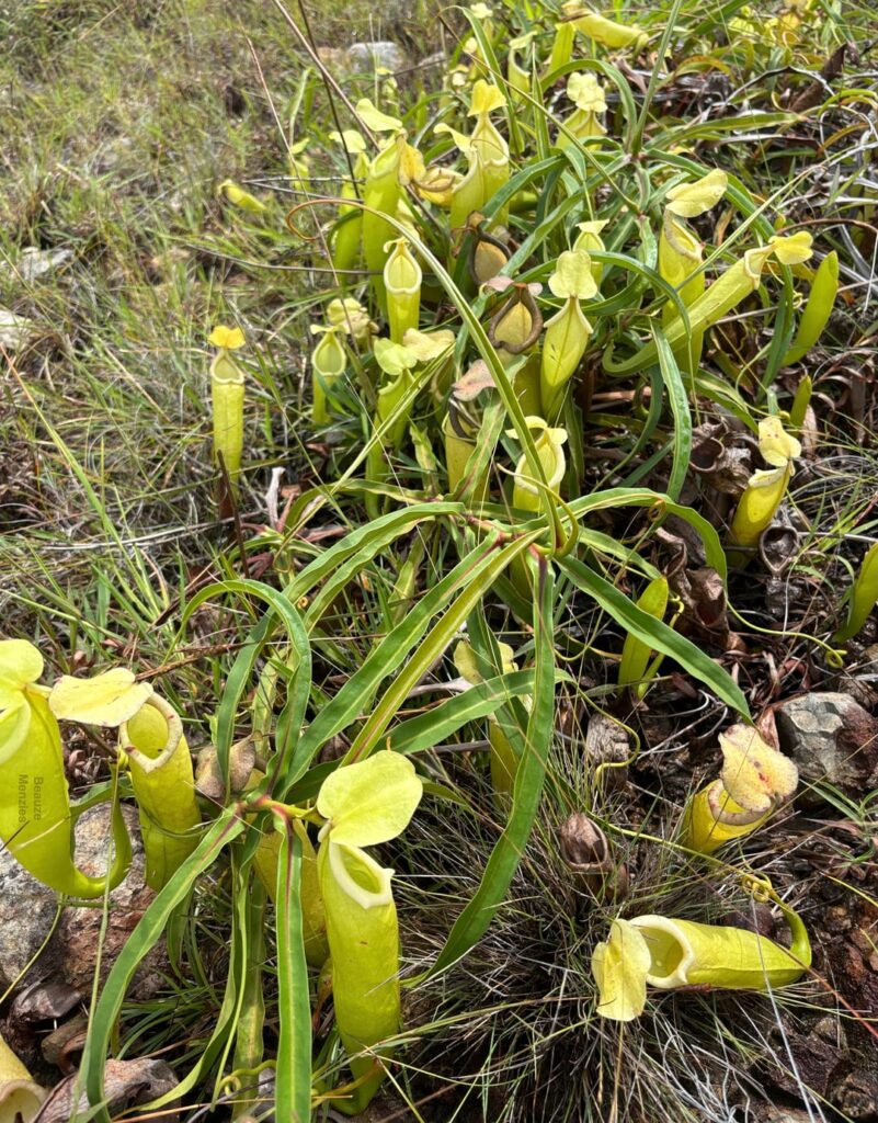 Nepenthes. sp. nova Viet Nam