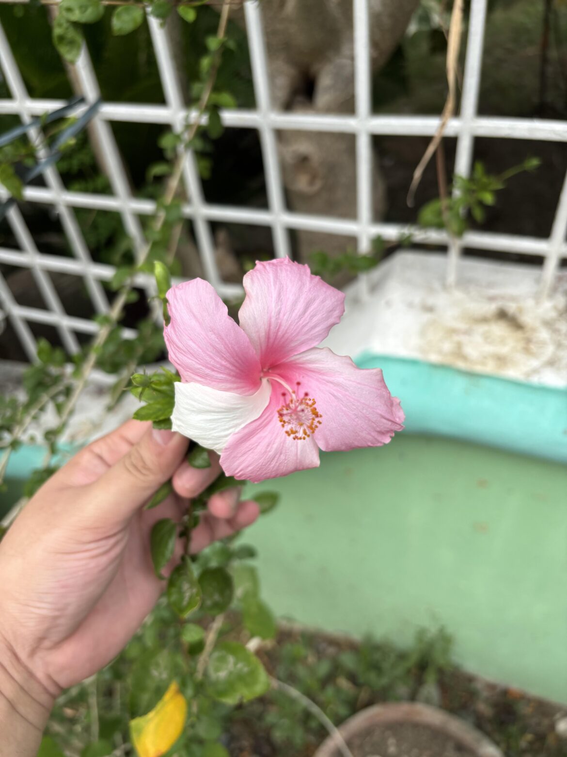 Weirdly colored flower, what is it?