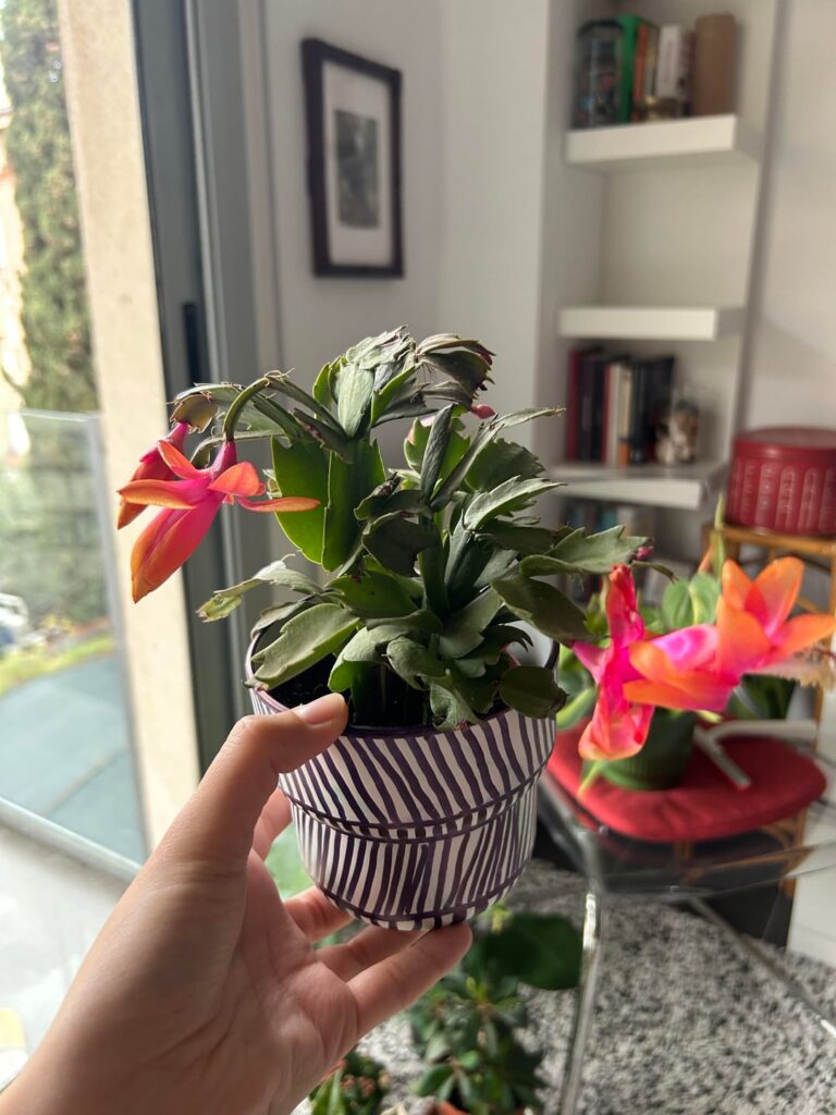 Sad looking christmas cactus