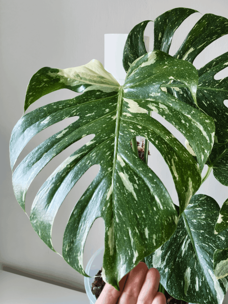 Thai constellation blessed me with a new leaf