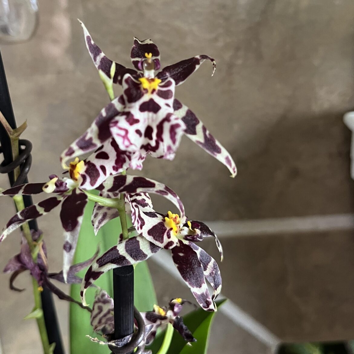 Best Wall Pots Best Wall Pots