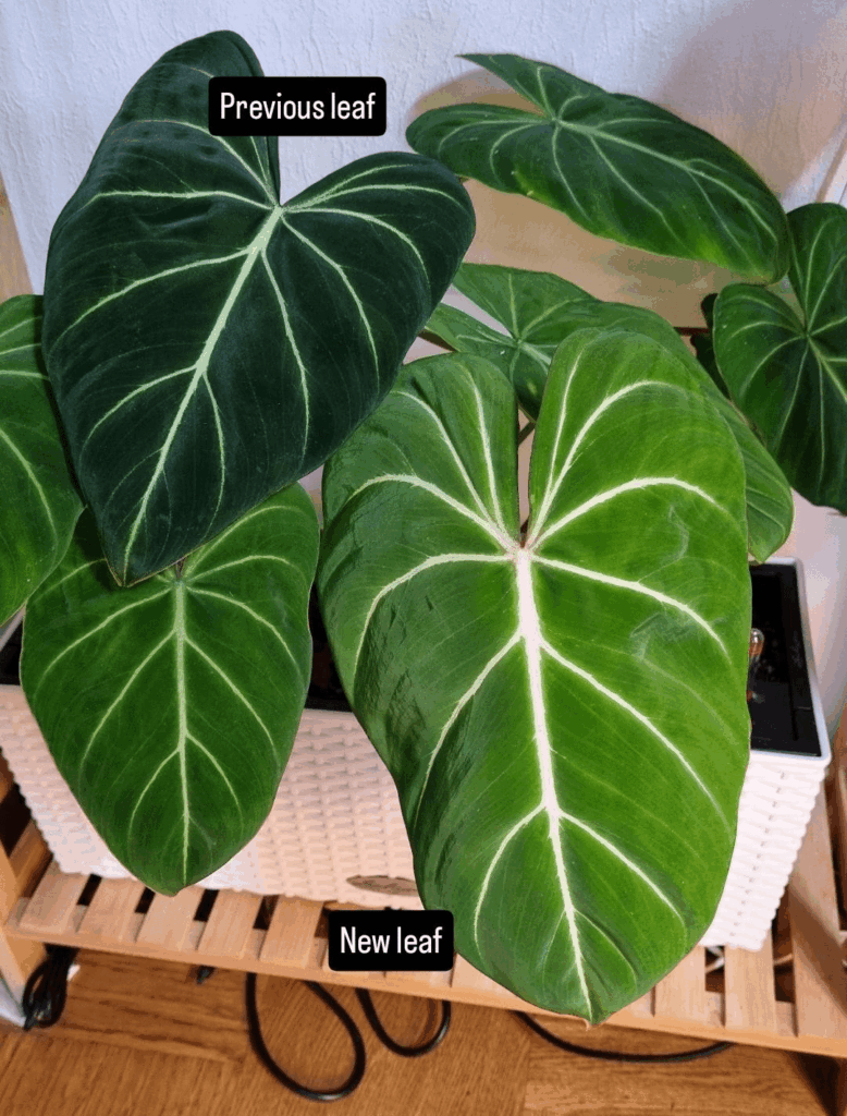 New leaf doubled in size