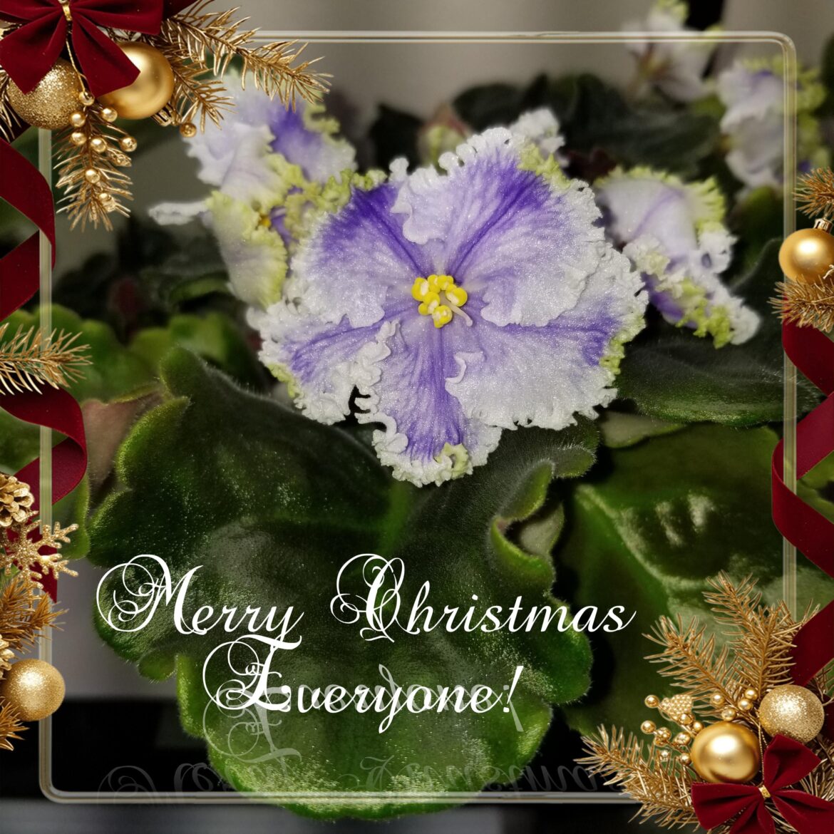 🎅Merry Christmas!🤶